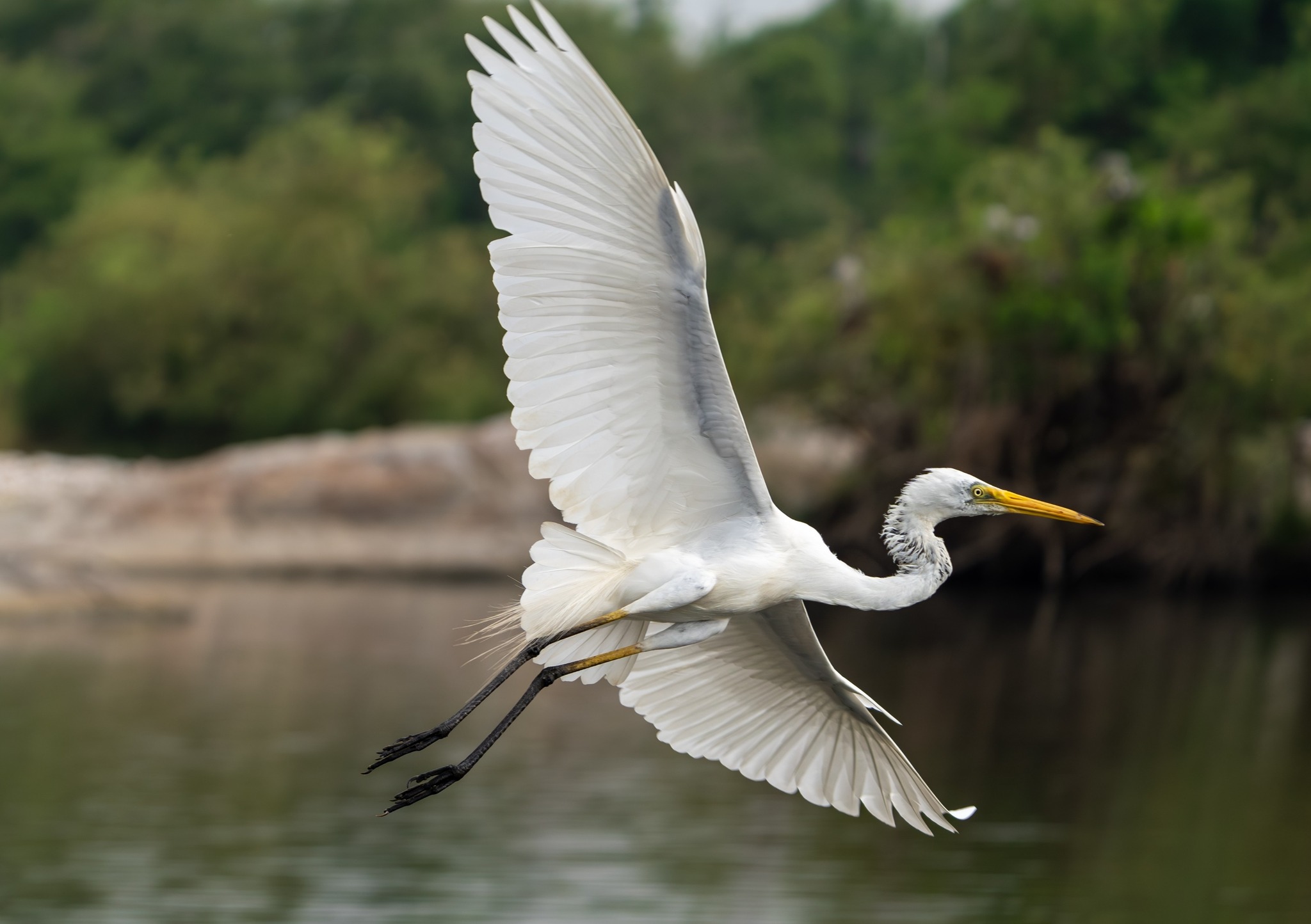 Wildlife Babies in the Swamp: Birds, Turtles, and More at Atchafalaya Basin Landing | Basin Landing Airboat and Swamp Tour